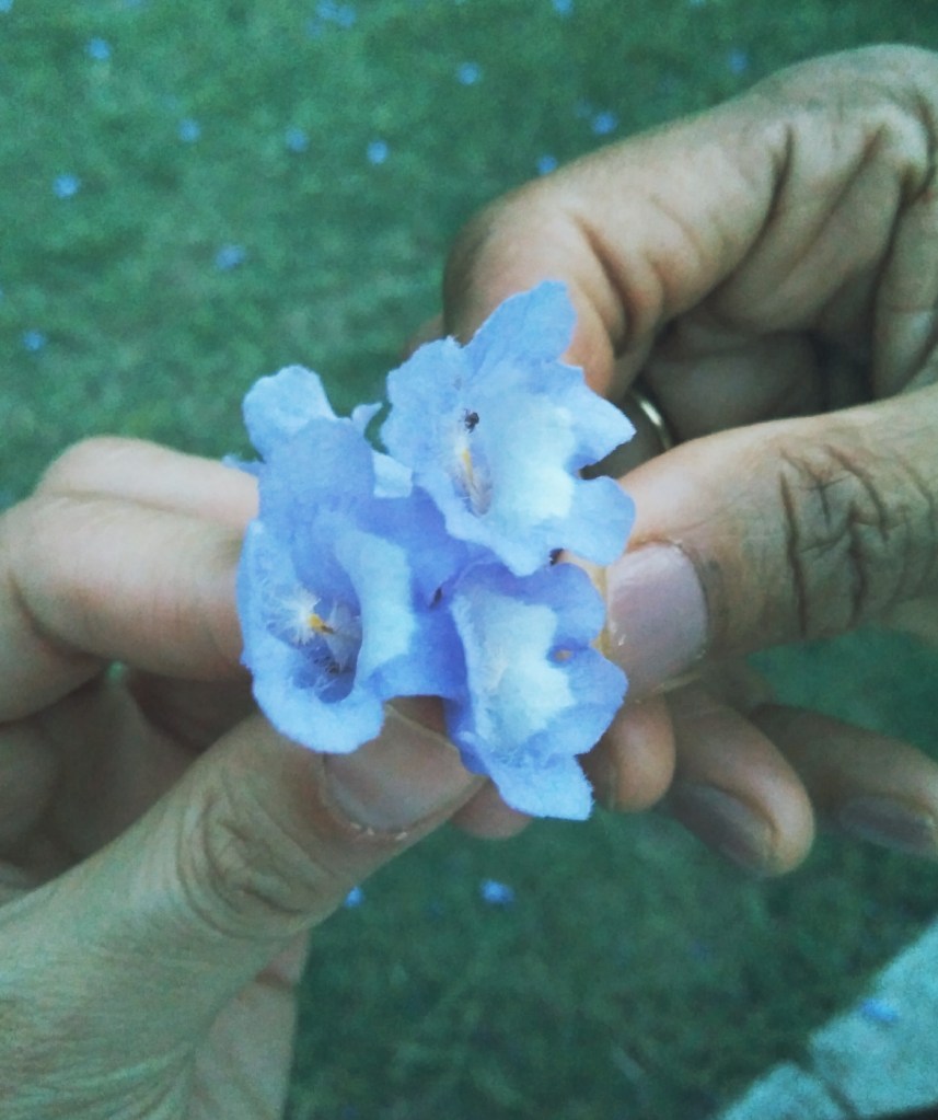 IMG_20160402_182956 (1)