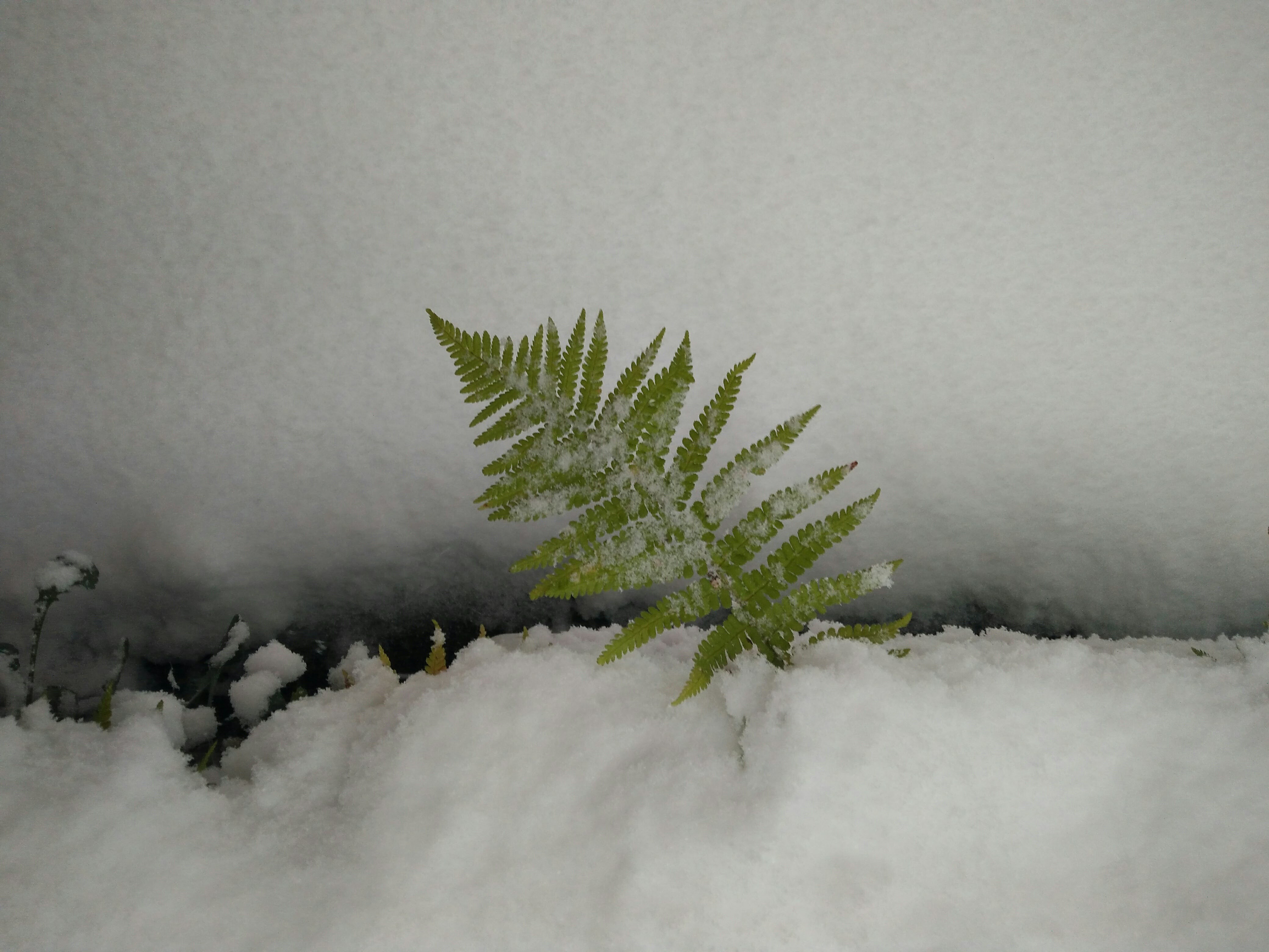 IMG_20171210_085146_01