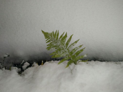 IMG_20171210_085146_01