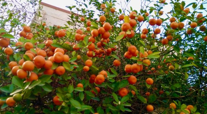 Narangi/Santarah/Orange