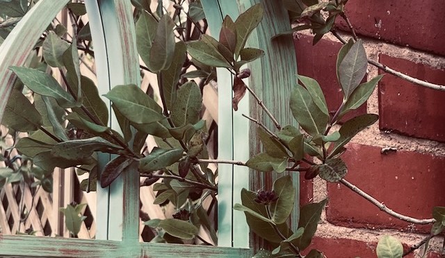 Embracing Nostalgia Through Music and Gardening